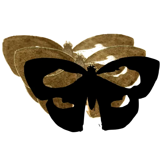 Butterfly with pale windows