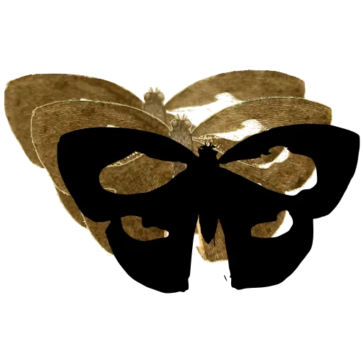Butterfly with pale windows