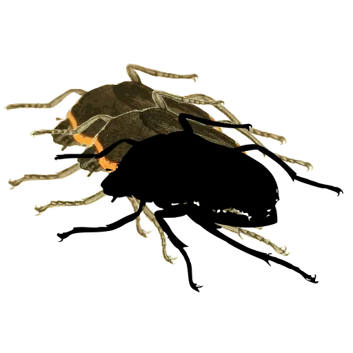 Beetle in side view 01