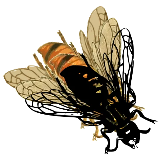 Fly with veined wings 01