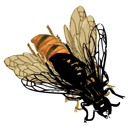 Fly with veined wings 01