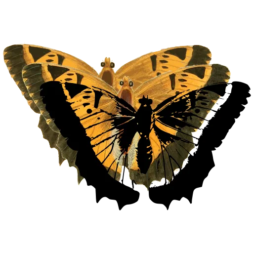 Veined butterfly with scalloped edge