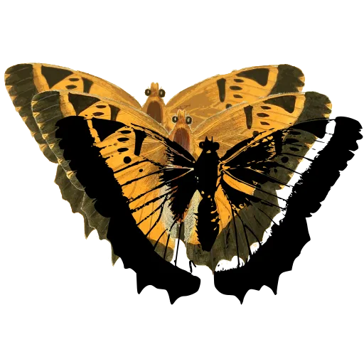 Veined butterfly with scalloped edge