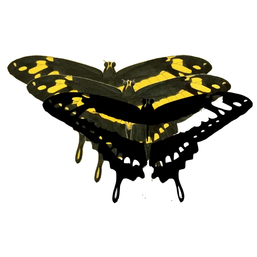 Swallowtail butterfly 04
