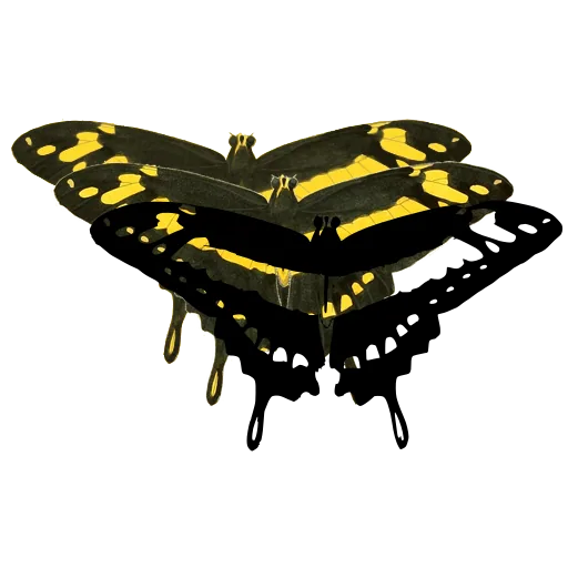 Swallowtail butterfly 04