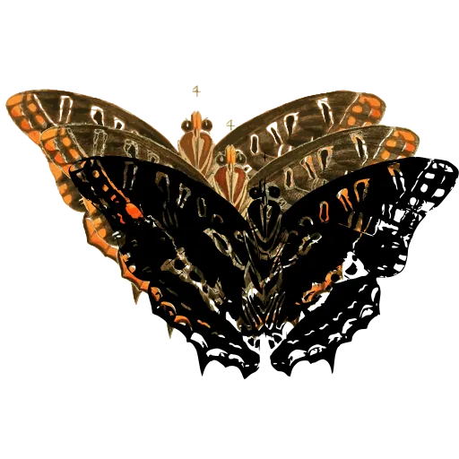 Marbled swallowtail butterfly