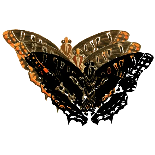 Marbled swallowtail butterfly