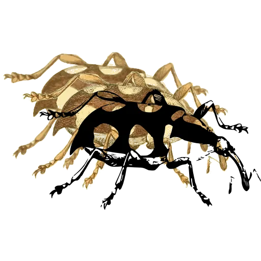Spotted weevil 02