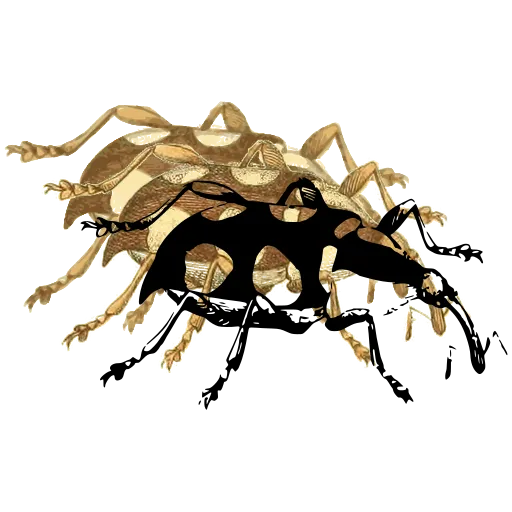 Spotted weevil 02