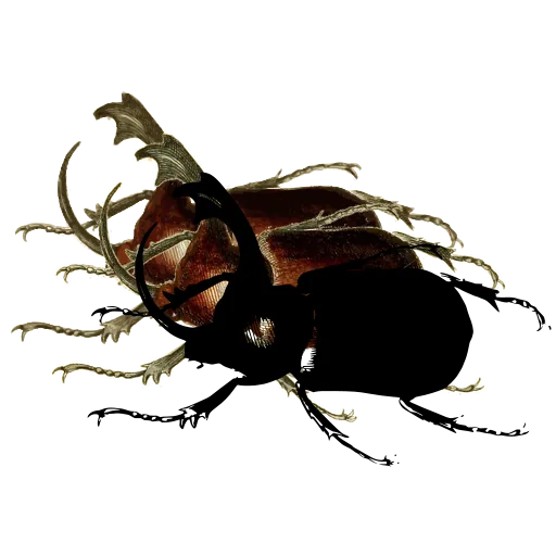 Rhinoceros beetle 03