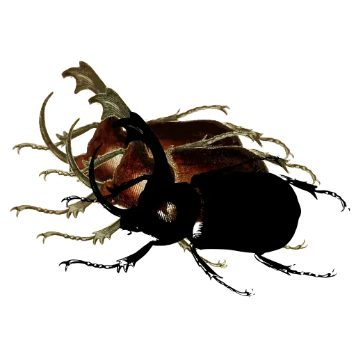Rhinoceros beetle 03