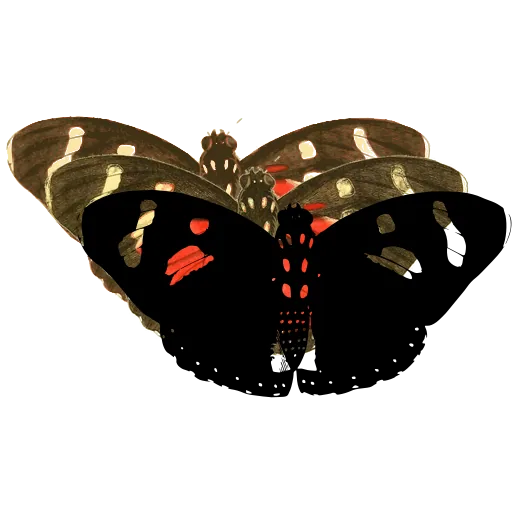 Spotted dark butterfly