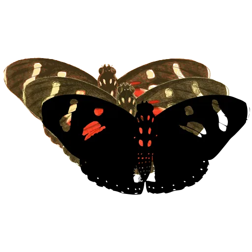 Spotted dark butterfly