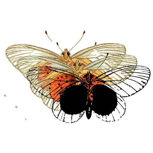 Veined pale butterfly 02