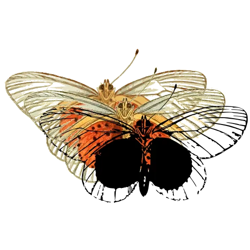 Veined pale butterfly 02