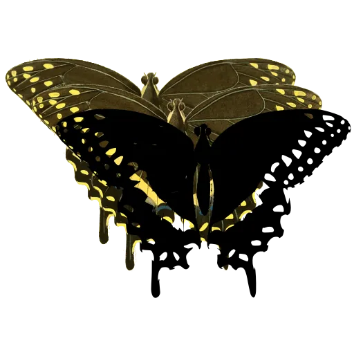 Swallowtail with dotted border