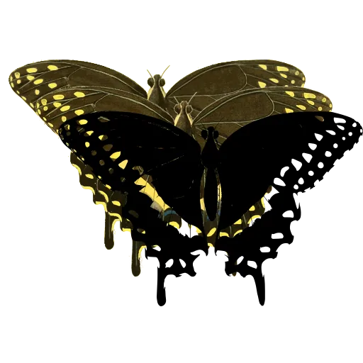 Swallowtail with dotted border