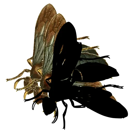 Bee in side view