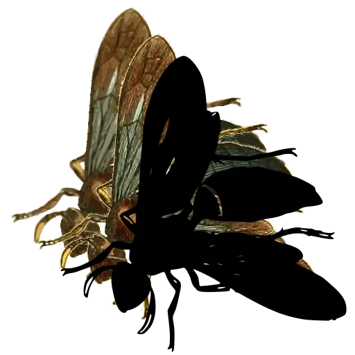 Bee in side view