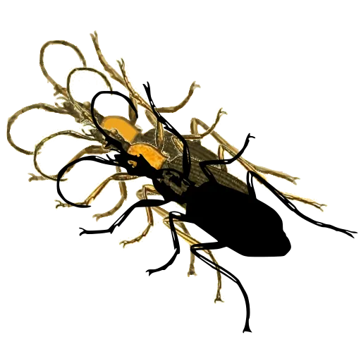 Long-horned beetle 07