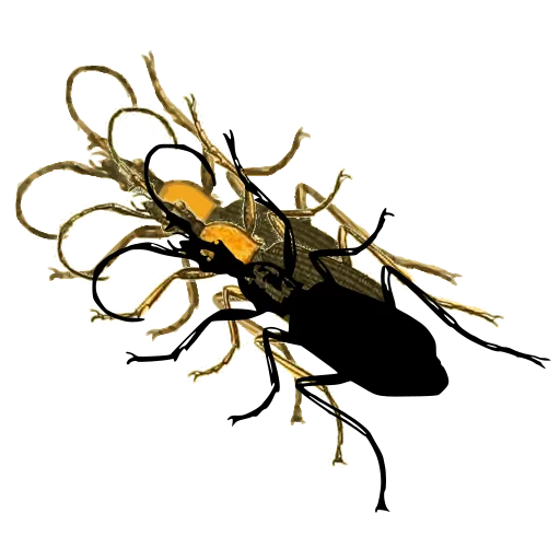 Long-horned beetle 07
