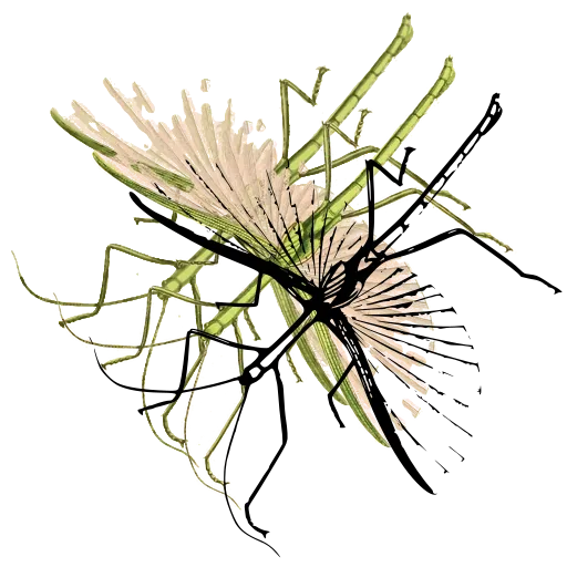 Stick insect 01