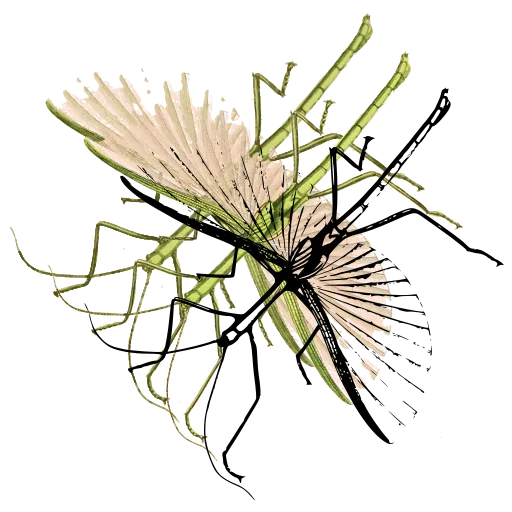 Stick insect 01