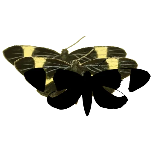 Banded moth 03
