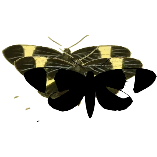 Banded moth 03