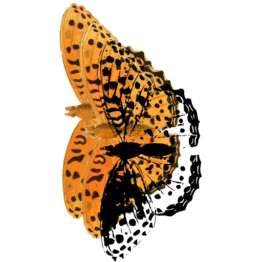 Fritillary butterfly in side view