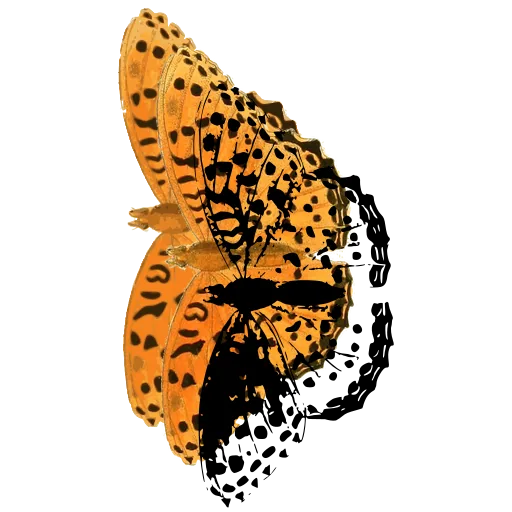 Fritillary butterfly in side view