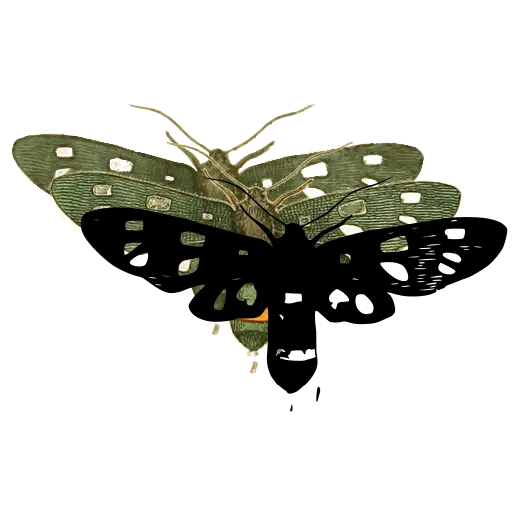 Spotted clearwing moth 01