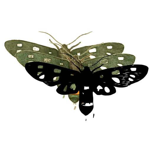 Spotted clearwing moth 01