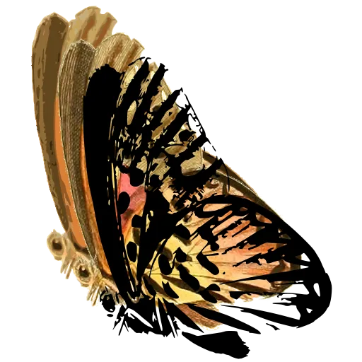 Butterfly in side view 07