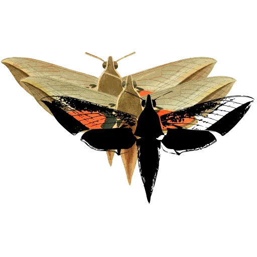 Hawk moth 04