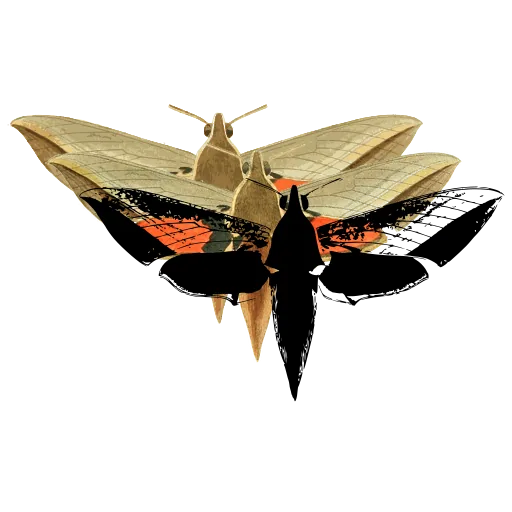 Hawk moth 04