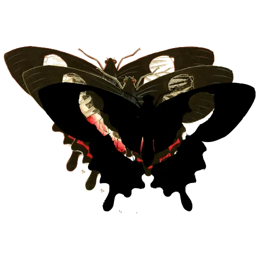 Banded swallowtail butterfly 01