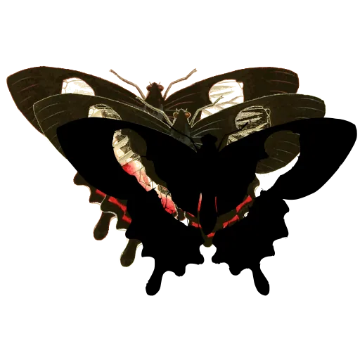 Banded swallowtail butterfly 01