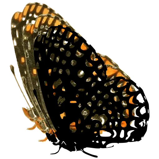 Chequered butterfly in side view 02