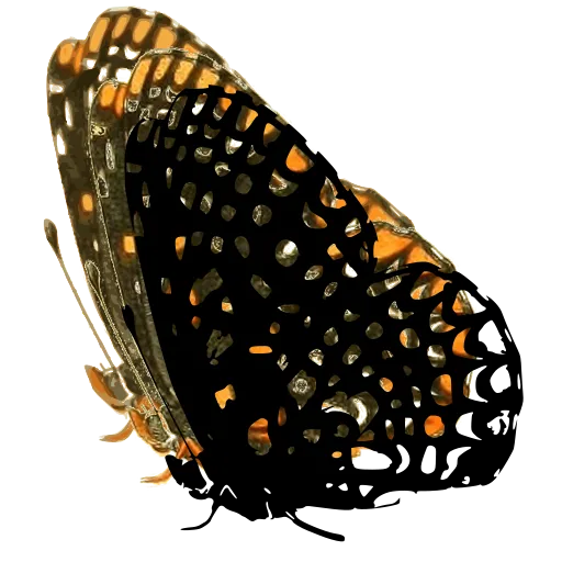 Chequered butterfly in side view 02