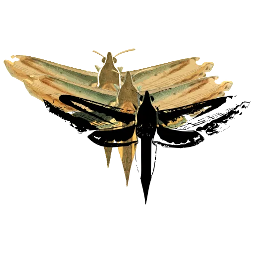 Hawk moth with narrow wings 02