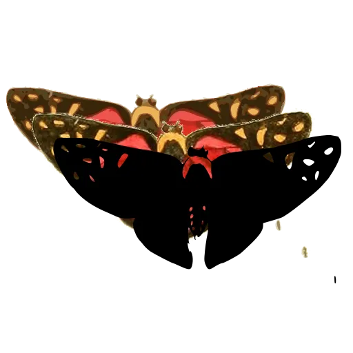 Skipper butterfly