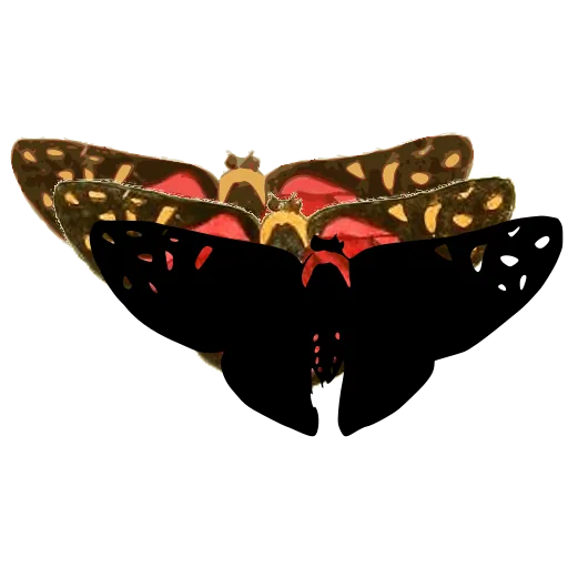 Skipper butterfly