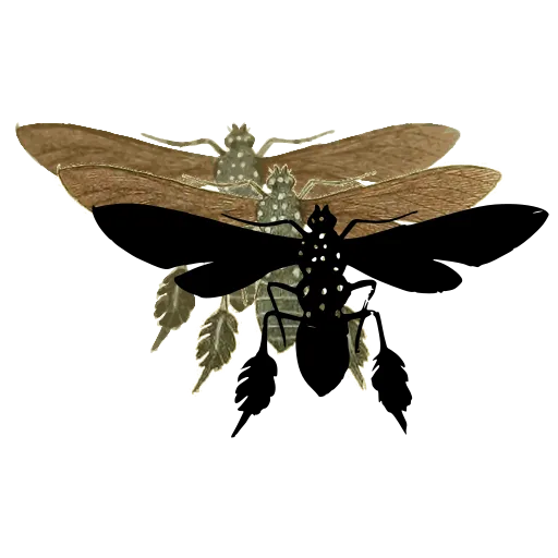 Wasp with spread wings 01