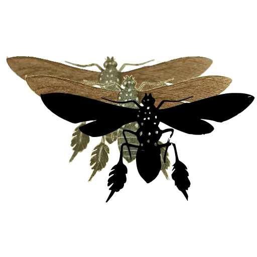 Wasp with spread wings 01