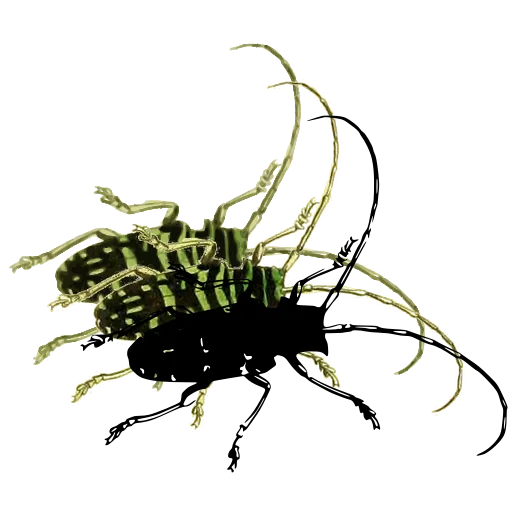 Long-horned beetle 08