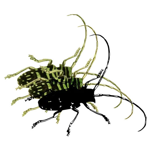 Long-horned beetle 08