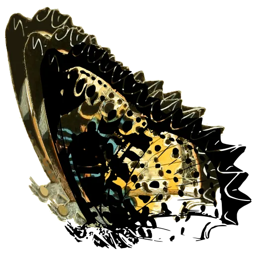 Scalloped butterfly in side view 02