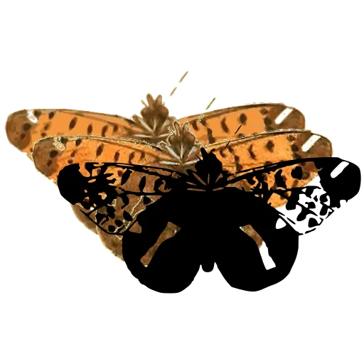 Spotted moth 04
