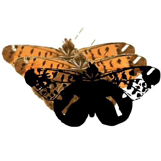 Spotted moth 04